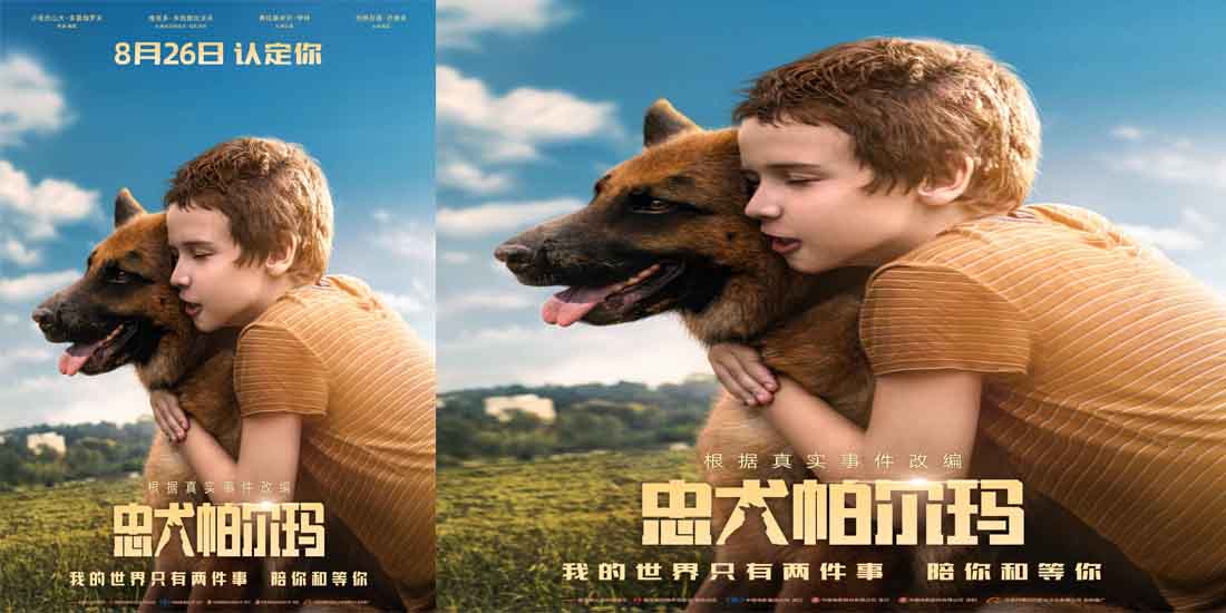电影《忠犬帕尔玛》定档826国际爱狗日 真实事件