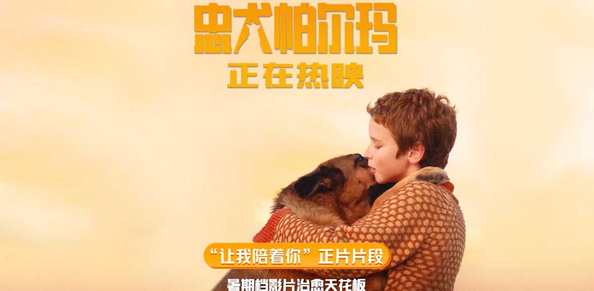 电影《忠犬帕尔玛》全国热映中 暑期档治